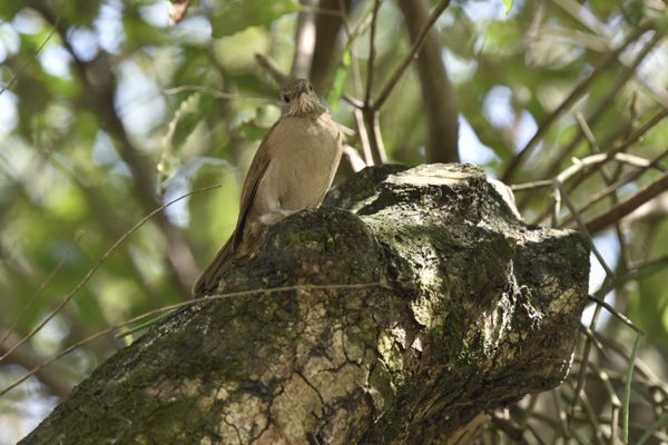 Passarinhos aproveitam calor de Vitória para tomar banho no Parque Moscoso por Ricardo Medeiros