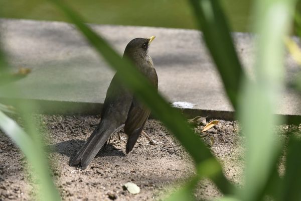 Passarinhos aproveitam calor de Vitória para tomar banho no Parque Moscoso por Ricardo Medeiros