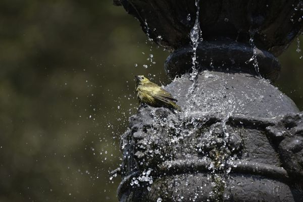 Passarinhos aproveitam calor de Vitória para tomar banho no Parque Moscoso por Ricardo Medeiros