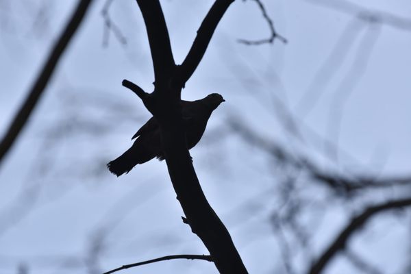 Passarinhos aproveitam calor de Vitória para tomar banho no Parque Moscoso por Ricardo Medeiros