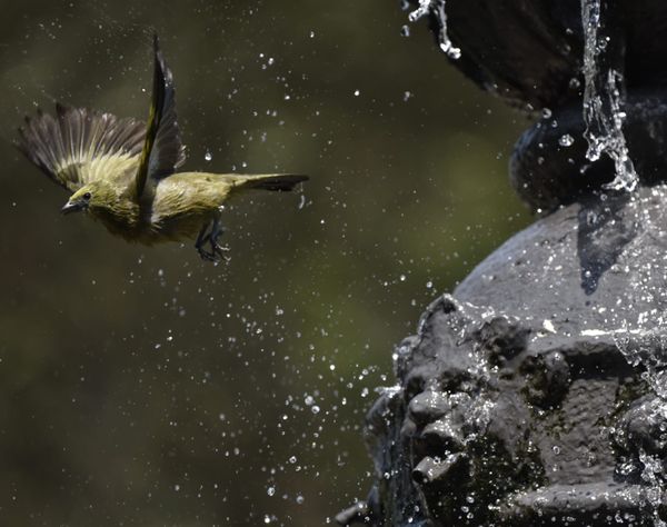 Passarinhos aproveitam calor de Vitória para tomar banho no Parque Moscoso por Ricardo Medeiros