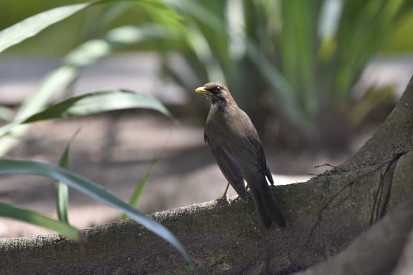 Passarinhos aproveitam calor de Vitória para tomar banho no Parque Moscoso por Ricardo Medeiros