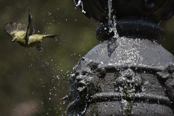 Passarinhos aproveitam calor de Vitória para tomar banho no Parque Moscoso por Ricardo Medeiros