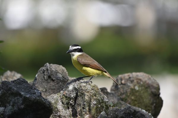 Passarinhos aproveitam calor de Vitória para tomar banho no Parque Moscoso por Ricardo Medeiros
