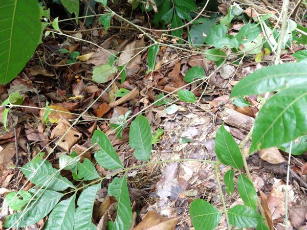 Ambiente onde Geisa Paulino Caprini procura as pererecas por Geisa Paulino Caprini Evaristo