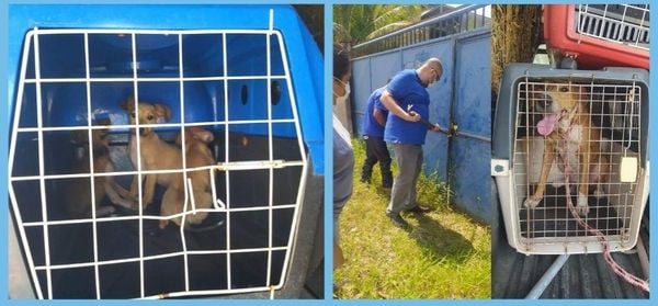 Cachorros em situação de maus tratos foram resgatados em casa abandonada de Vila Velha