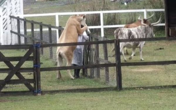 Vaca monta em Nego do Borel, em 'A fazenda', e cantor é pressionado contra cerca