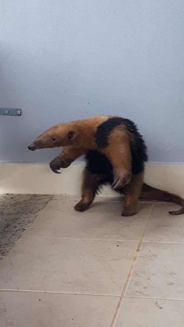 Tamanduá-mirim é encontrado em casa no bairro José de Anchieta, em Colatina. por Karolayne Soares da Silva