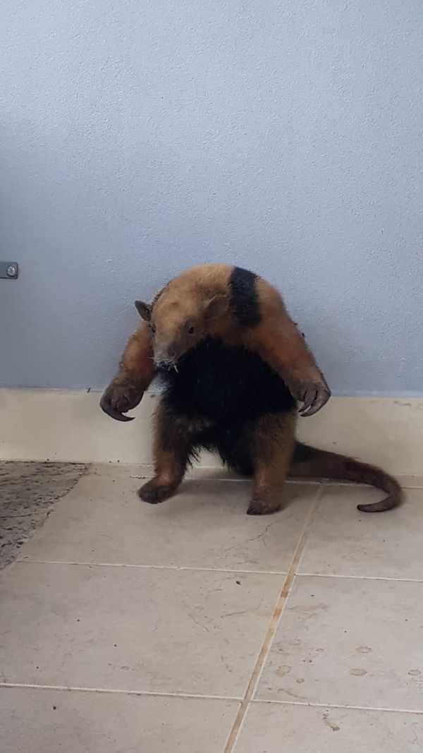 Tamanduá-mirim é encontrado em casa no bairro José de Anchieta, em Colatina. por Karolayne Soares da Silva