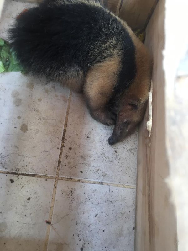 Tamanduá-mirim é encontrado em casa no bairro José de Anchieta, em Colatina. por Karolayne Soares da Silva