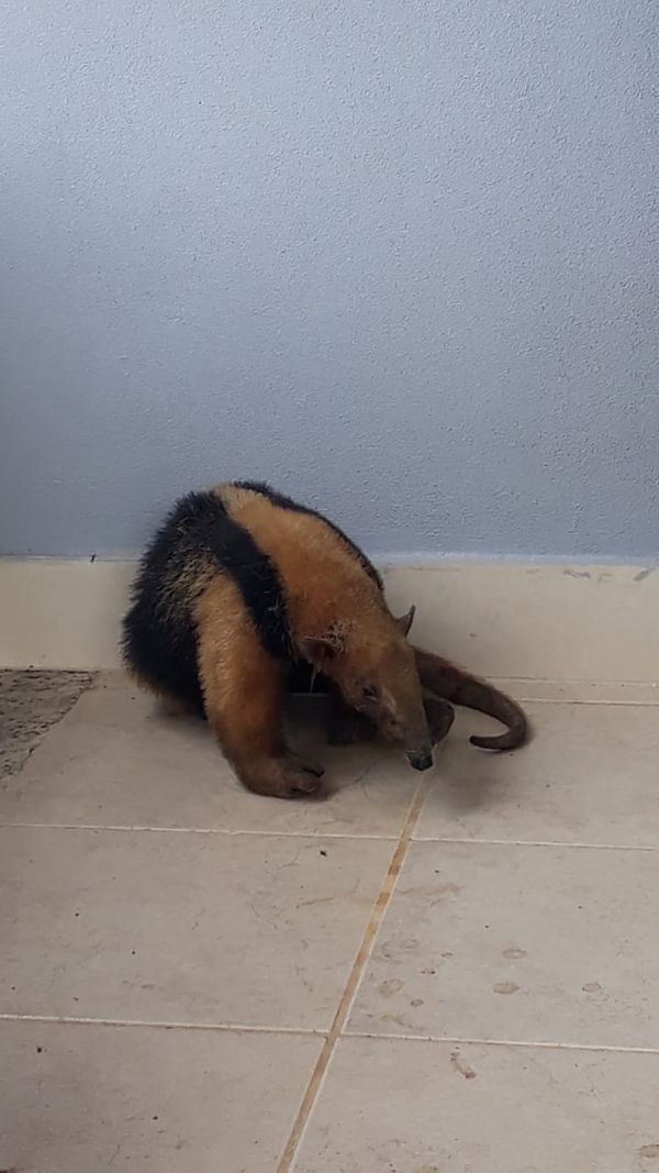 Tamanduá-mirim é encontrado em casa no bairro José de Anchieta, em Colatina. por Karolayne Soares da Silva