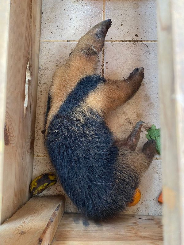 Tamanduá-mirim é encontrado em casa no bairro José de Anchieta, em Colatina. por Karolayne Soares da Silva