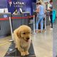 Imagem - Capixaba cobra companhia aérea após morte de cão em voo entre SP e RJ