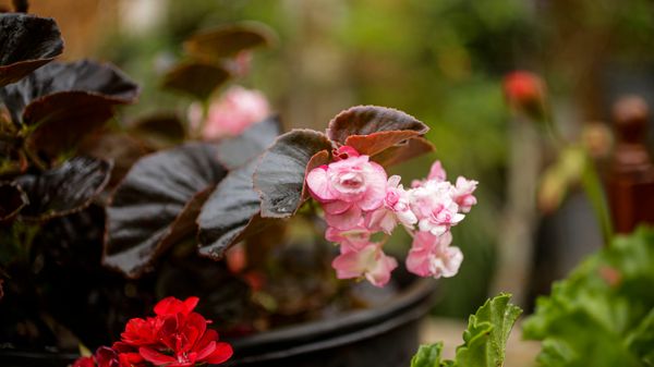 Begônia cultivada por Lindaura Benevitz por Vitor Jubini