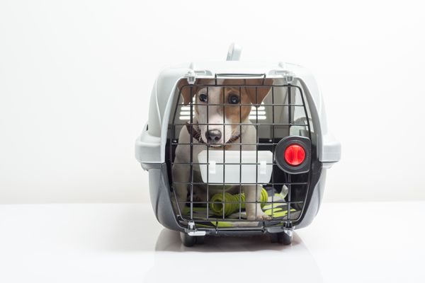 Kennel, cachorro, cão, transporte de animais