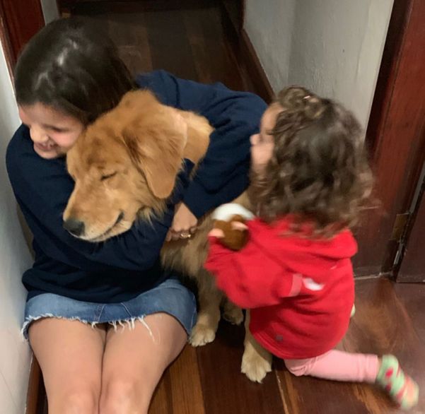 O resgate de dois cachorros em uma mata mobilizou voluntários em Domingos Martins
