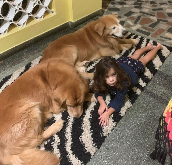 O resgate de dois cachorros em uma mata mobilizou voluntários em Domingos Martins
