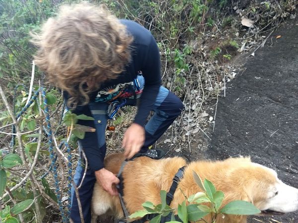 O resgate de dois cachorros em uma mata mobilizou voluntários em Domingos Martins por Arquivo Pessoal