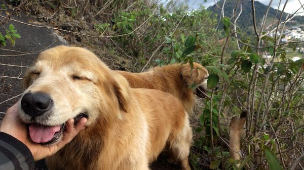 O resgate de dois cachorros em uma mata mobilizou voluntários em Domingos Martins por Arquivo Pessoal