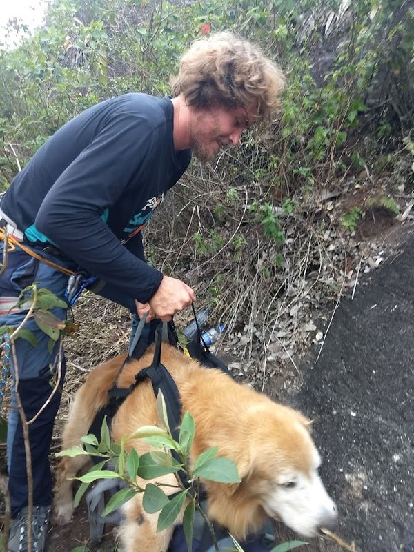 Resgate de cachorros mobilizou equipe de voluntários em Domingos Martins por Arquivo Pessoal