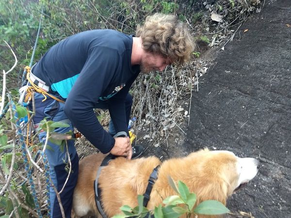 Resgate de cachorros mobilizou equipe de voluntários em Domingos Martins por Arquivo Pessoal
