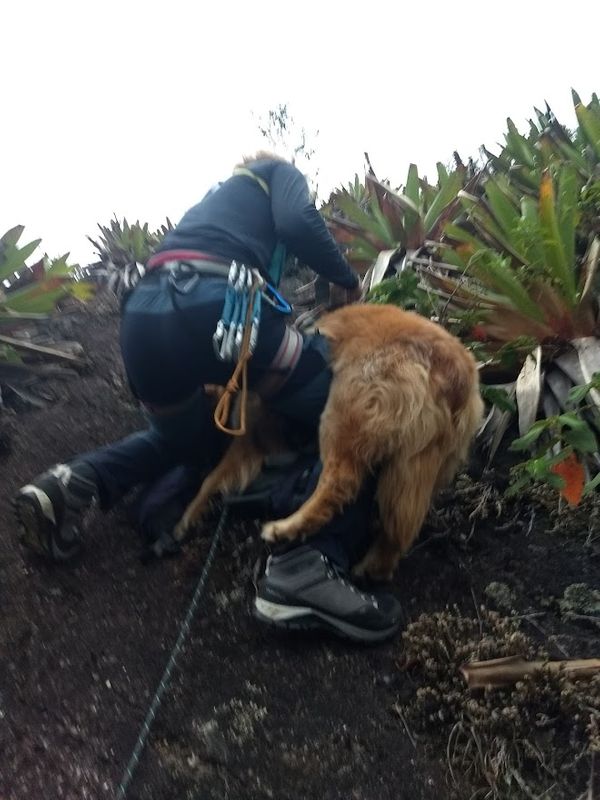 Resgate de cachorros mobilizou equipe de voluntários em Domingos Martins por Arquivo Pessoal