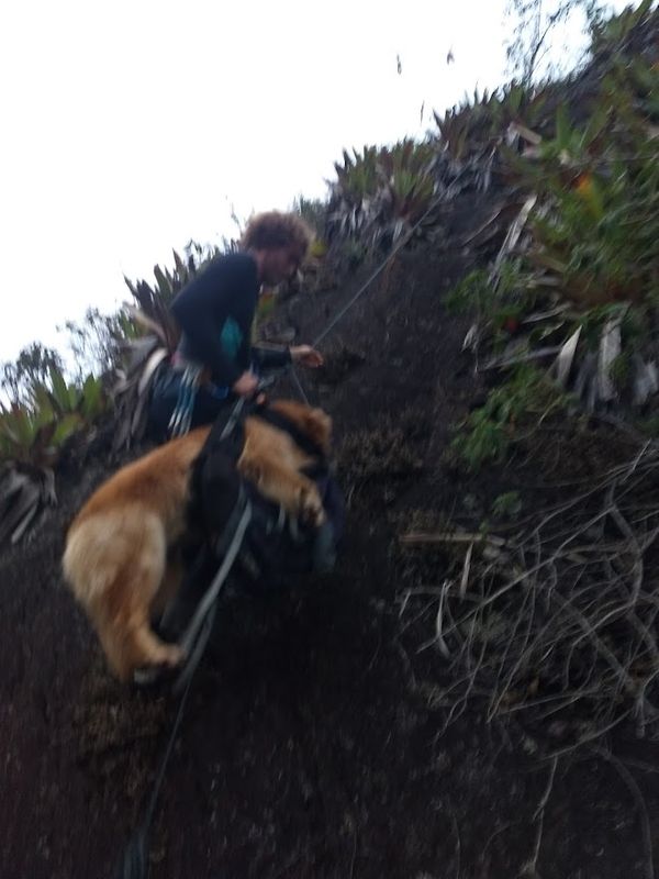 Resgate de cachorros mobilizou equipe de voluntários em Domingos Martins por Arquivo Pessoal