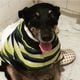 Imagem - Abrigo do ES pede doações para cão com pata amputada ganhar andador