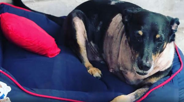 O cão Geraldo teve a pata dianteira amputada após a descoberta de um tumor.