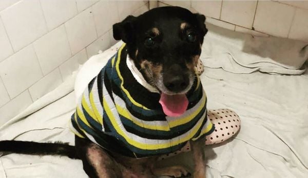 O cão Geraldo teve a pata dianteira amputada após a descoberta de um tumor.