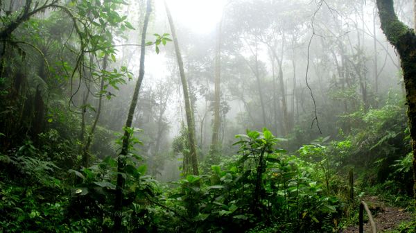 Amazônia compreende um conjunto de ecossistemas que envolve a bacia hidrográfica do Rio Amazonas, bem como a Floresta Amazônica.