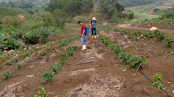 Produtores tentam recuperar plantações afetadas pela chuva de granizo.