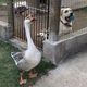 Imagem - A curiosa amizade entre cão cego e ganso africano em Santa Teresa