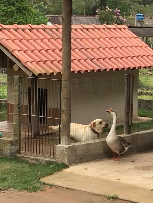 Ganso e cachorro em Santa Teresa