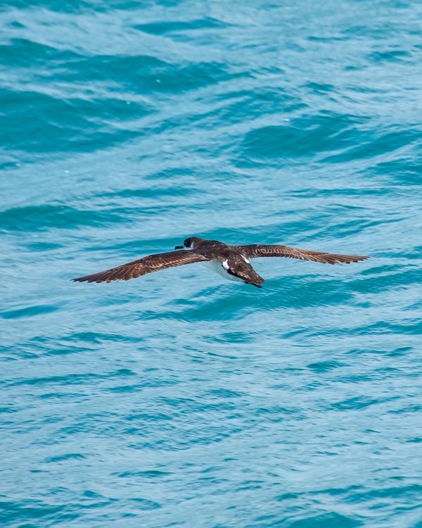André Martinelli volta ao Estado para ver baleias por Leonardo Merçon
