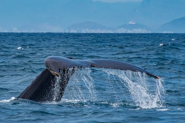 André Martinelli volta ao Estado para ver baleias por Leonardo Merçon