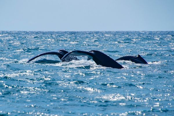 André Martinelli volta ao Estado para ver baleias por Leonardo Merçon