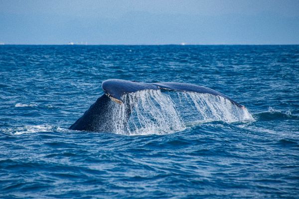 André Martinelli volta ao Estado para ver baleias por Leonardo Merçon