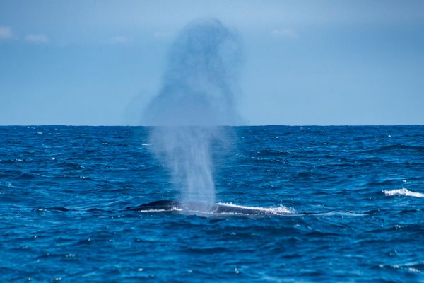André Martinelli volta ao Estado para ver baleias por Leonardo Merçon
