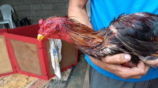 Polícia descobre rinha de galo funcionando em São Mateus por Polícia Militar