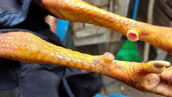 Polícia descobre rinha de galo funcionando em São Mateus por Polícia Militar