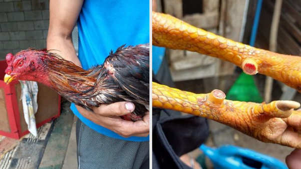 Polícia descobre rinha de galo funcionando em São Mateus por Polícia Militar
