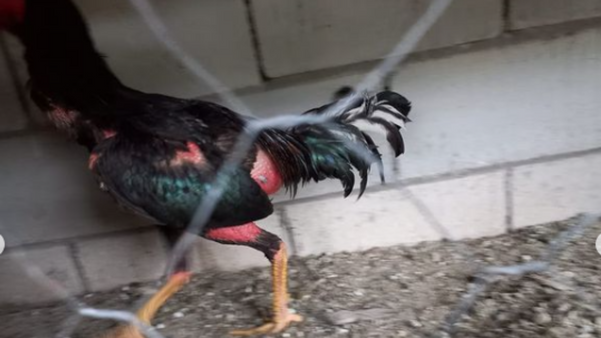 Polícia descobre rinha de galo funcionando em São Mateus por Polícia Militar