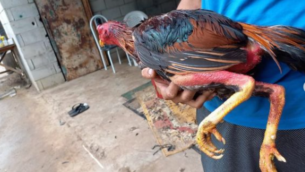 Polícia descobre rinha de galo funcionando em São Mateus por Polícia Militar