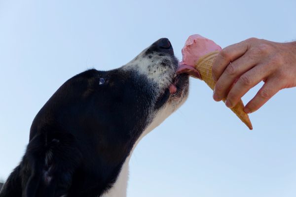 Alimentação dos pets; cachorro comendo