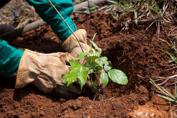 Cerca de 550 hectares de florestas e Áreas de Preservação Permanente (APPs) localizadas em Mariana, Barra Longa, Rio Doce, Santa Cruz do Escalvado e Ponte Nova foram reparados.
