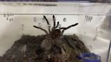 Aranhas estavam acondicionadas em recipientes do tipo aquário(Divulgação/PF)