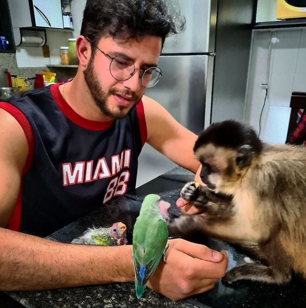 Davi interagindo com os "irmãos", as aves que também são do empresário Rafael por @macacocapixaba | Instagram