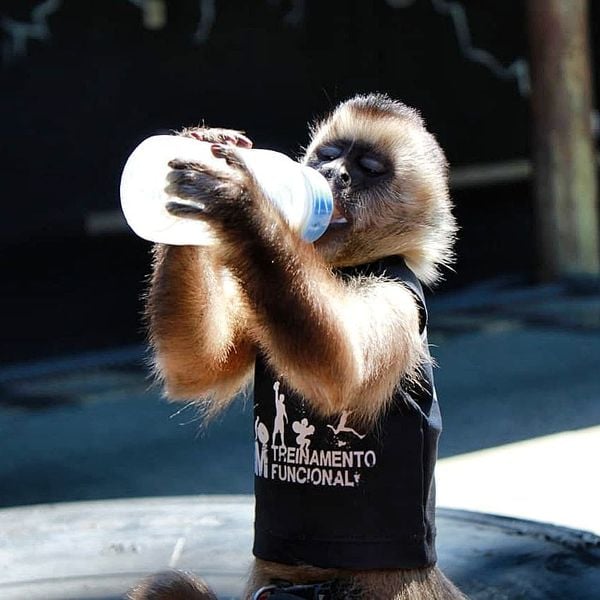 Davi já acumula mais de 3 mil seguidores no Instagram, administrado pelo Rafael por @macacocapixaba | Instagram