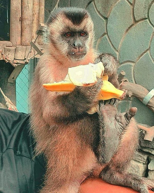Davi, o macaco capixaba, comendo uma bananinha por @macacocapixaba | Instagram